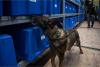 Montana K9 Units Join Forces For Explosive Detection Training