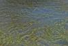A Resilient Native Seagrass Species Could Help Reshape Coastal Restoration
