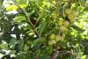 Glass’s Australian apple deal ‘moving towards completion’