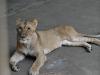 Tokyo lion deaths show heat wave gripping East Asia