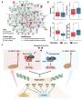 Hidden Genome Variation Steers Growth in Gastrodia Elata