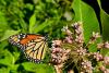 COLUMN: Simcoe County a key stop for monarchs migrating to Mexico