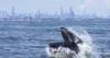 NYC reaches whale-sized milestone: 500th humpback whale spotted in waters