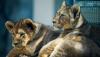 Three female lions dies at Tokyo Zoo as Japan faces record heatwave