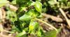 Asian copperleaf a weed wrapped mystery in northern Illinois