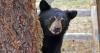 Black bears spotted in Mississippi suburbs; officials ask public to keep distance