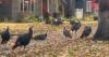 Seen a wild turkey? Idaho Fish and Game wants to hear from you