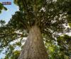 #nature: Ancient Coromandel Kauri Tests Positive for Deadly Dieback Disease