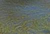 A Resilient Seagrass Species Could Help Reshape Coastal Restoration