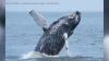 500th humpback whale spotted in waters around New York City