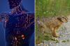‘Rabbit Fever’ Symptoms Explained As Suspected Cases Hit New York