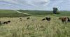 Be watchful for anthrax as hot, dry conditions persist