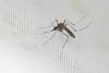 VDH investigating dengue virus in Northern Virginia, first-ever documented case of virus being acquired locally