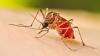 Health officials report 530 fresh cases of dengue inflection overnight
