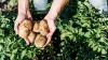 Drought: Water supplies must be secured for food production