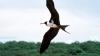 ‘List of doom’: Bird flu puts one in five Australian bird and mammal species at risk