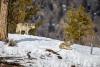 Dispatches from the Wild: Killing a third of Montana’s wolves isn’t management; it’s extermination.