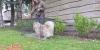 Up to 10 dogs go missing on sunny Anchorage days — volunteers are racing to bring them home