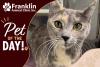 Franklin Animal Clinic Adoptable Pet of the Day: Billie Jean