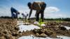 Crops go unplanted as farmers suffer with dire labour shortages
