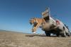 37,000 Planted Trees and a Decade of Work: Female Tiger 'Hope' Released Into Kazakhstan's Wild After 70 Years