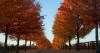 Quebec town becomes first in Canada to declare trees living beings with rights