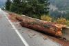 ‘Treepedo’: Officials share photo of smashed tree to show difficulty in returning to Boston Bar