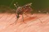 Mosquito treatments Wednesday to target multiple Carson City locations