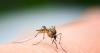 Mosquito treatment Wednesday morning in Carson City
