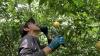 Exploring Japan’s secret citrus coast