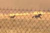 Greece wildfires: Horses run for lives as flames close in behind them