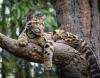 Fewer Than 10,000 Left: The Elusive Clouded Leopards of Asia’s Forests