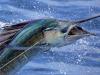 The World’s 13 Best Sailfish Spots