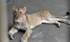 Three lions at Tokyo zoo die from suspected heatstroke as parts of Japan hit 40°C - and experts warn animals at UK zoos could be next