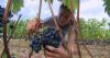Antinori family of Italy | 60 Minutes Archive