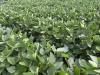 USDA taking steps to help farmers manage tight margins