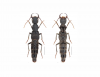 Rove Beetle Genus Named After One Piece's Luffy Fills Evolutionary Gap