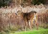 A New CWD Case Is Now Confirmed In Minnesota