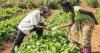 Beyond Trade: Building the India–Africa Agrifood Partnership