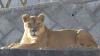 Three lions die in 40C heatwave horror with UK zoo animals 'at risk' from rising temps