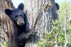 Extreme drought leads to significant spike in bear activity in some northwest Colorado communities 
