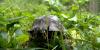 Conservationists raise wildlife concerns over Virginia data centers