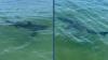 Video shows two sharks swim right by man who was fishing off Maine beach