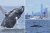 Majestic humpback whale leaps through NYC waters — marking 500th recorded in area since 2012: ‘Inspiring’