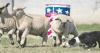 Wyoming sheep celebrated at annual Wool Growers Association Festival