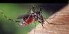 2 cases of West Nile virus confirmed in Myrtle Beach