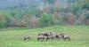 Federal grant to expand Southwest Virginia elk viewing site