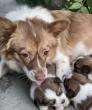 China’s Animal Cruelty Crisis Comes to a Head in the Jieyang Case