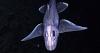 Scientists discover startling monsters of the deep in major ocean survey