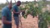 Israeli agricultural non-profit CultivAid helps support Tanzania’s growing wine industry
